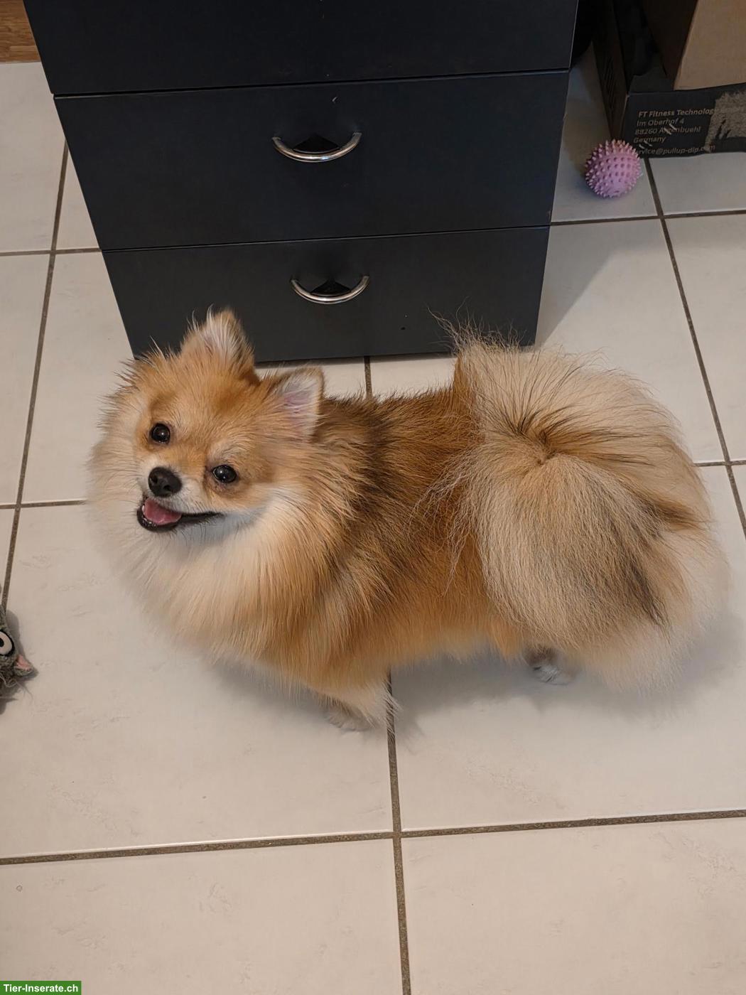 Bild 7: Zwergspitz Hündin Lilly sucht neues Zuhause