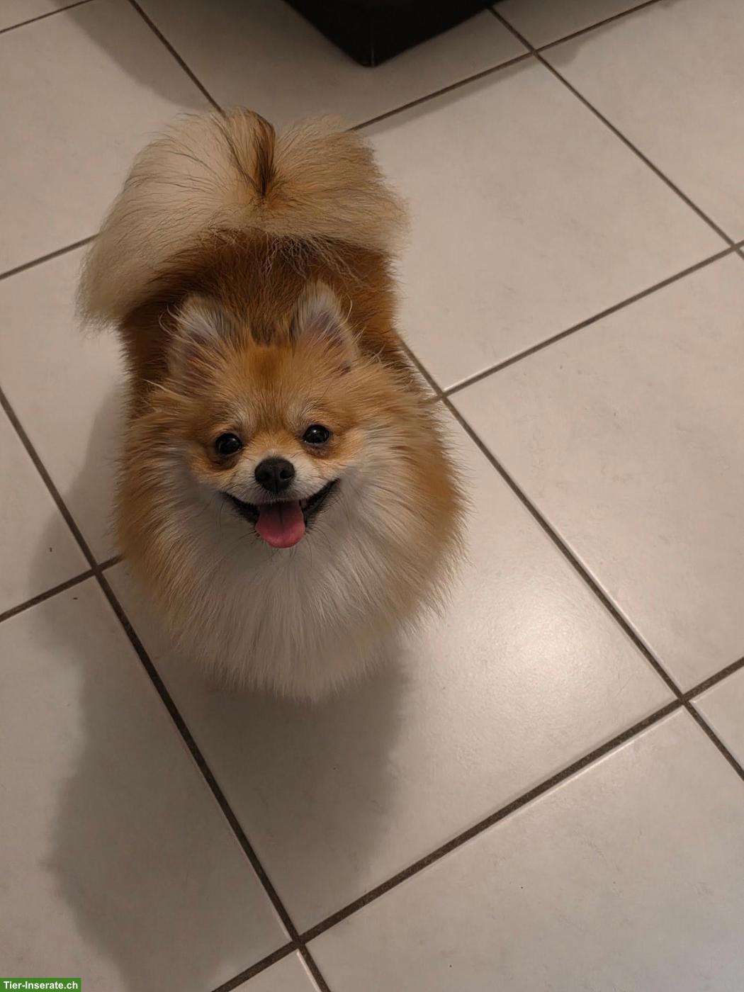 Bild 8: Zwergspitz Hündin Lilly sucht neues Zuhause