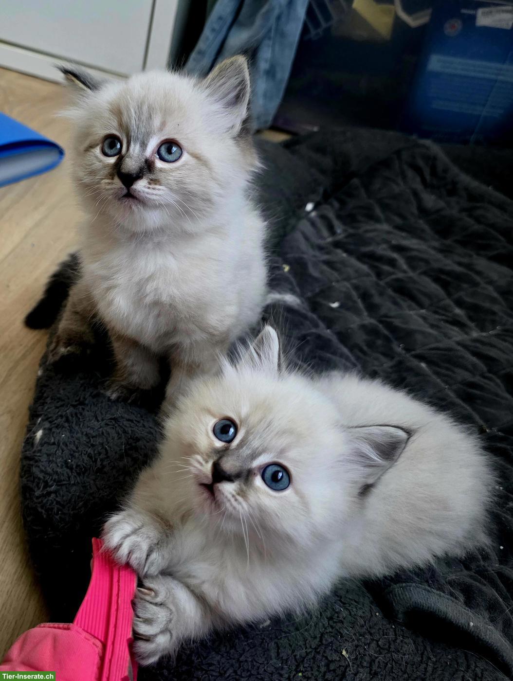 Heilige Birma Kitten, 2 verschmuste Kater