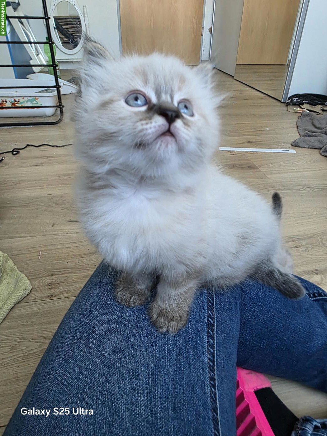 Bild 2: Heilige Birma Kitten, 2 verschmuste Kater