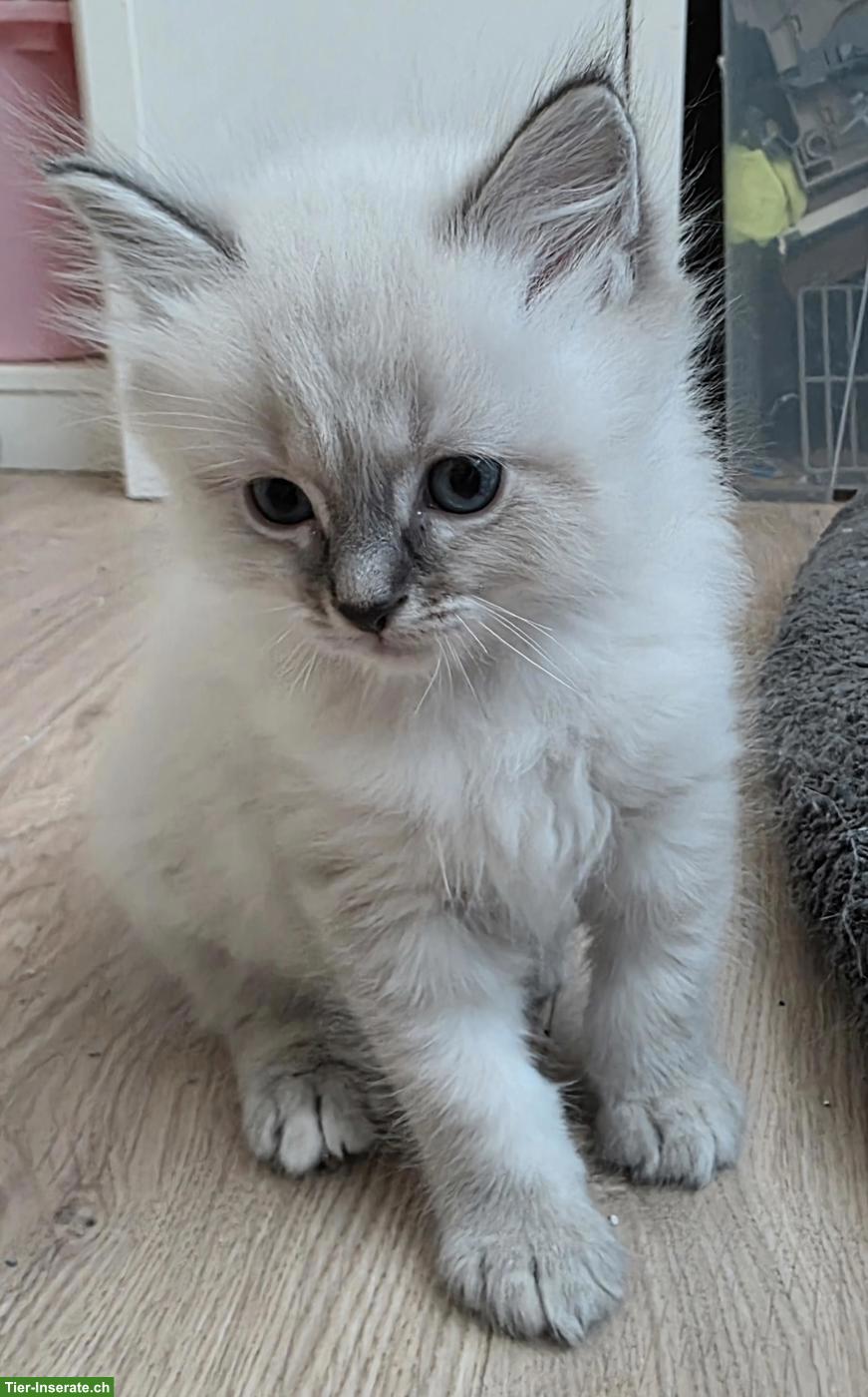 Bild 3: Heilige Birma Kitten, 2 verschmuste Kater