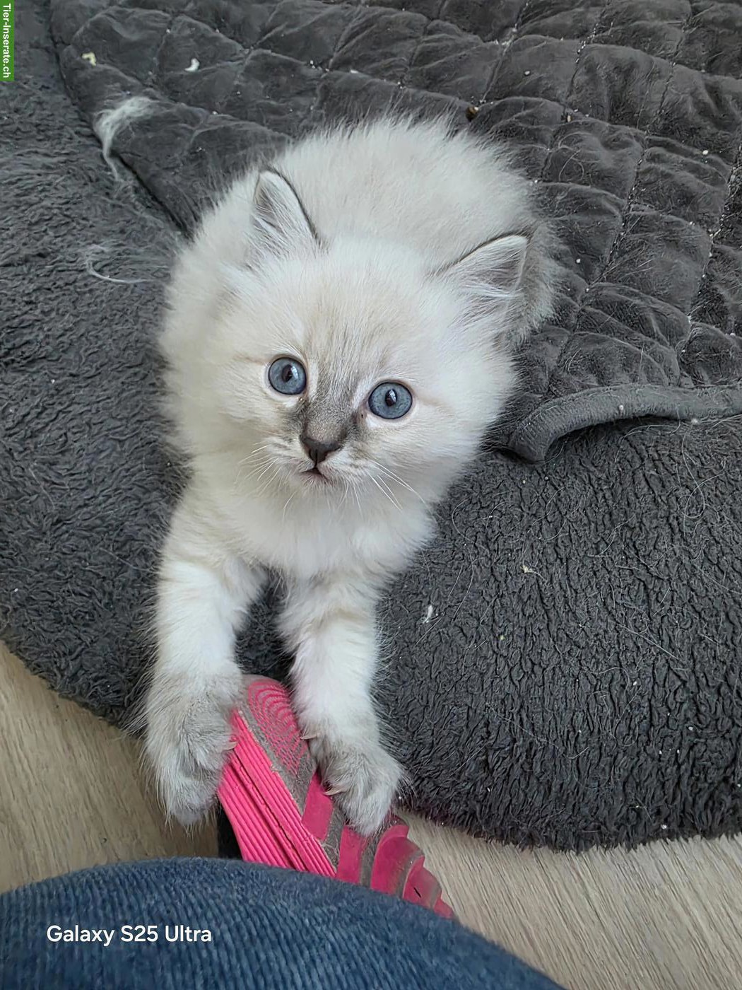 Bild 4: Heilige Birma Kitten, 2 verschmuste Kater