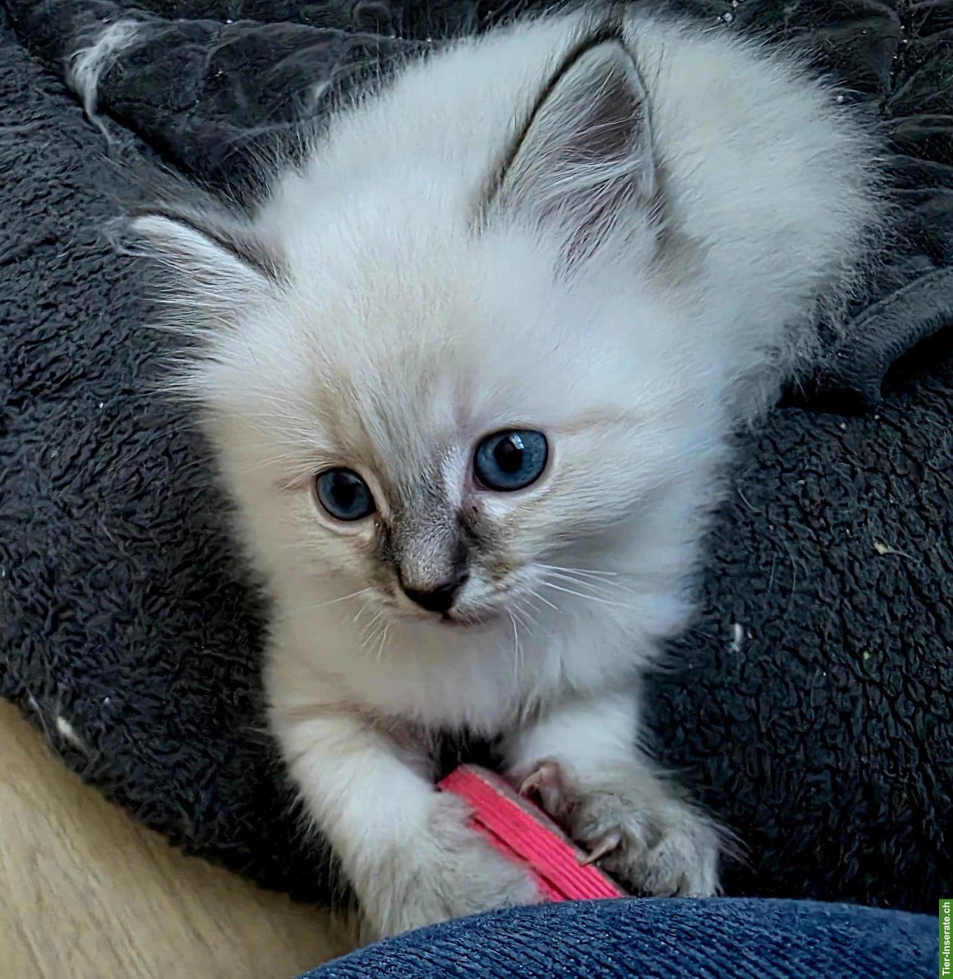 Bild 5: Heilige Birma Kitten, 2 verschmuste Kater