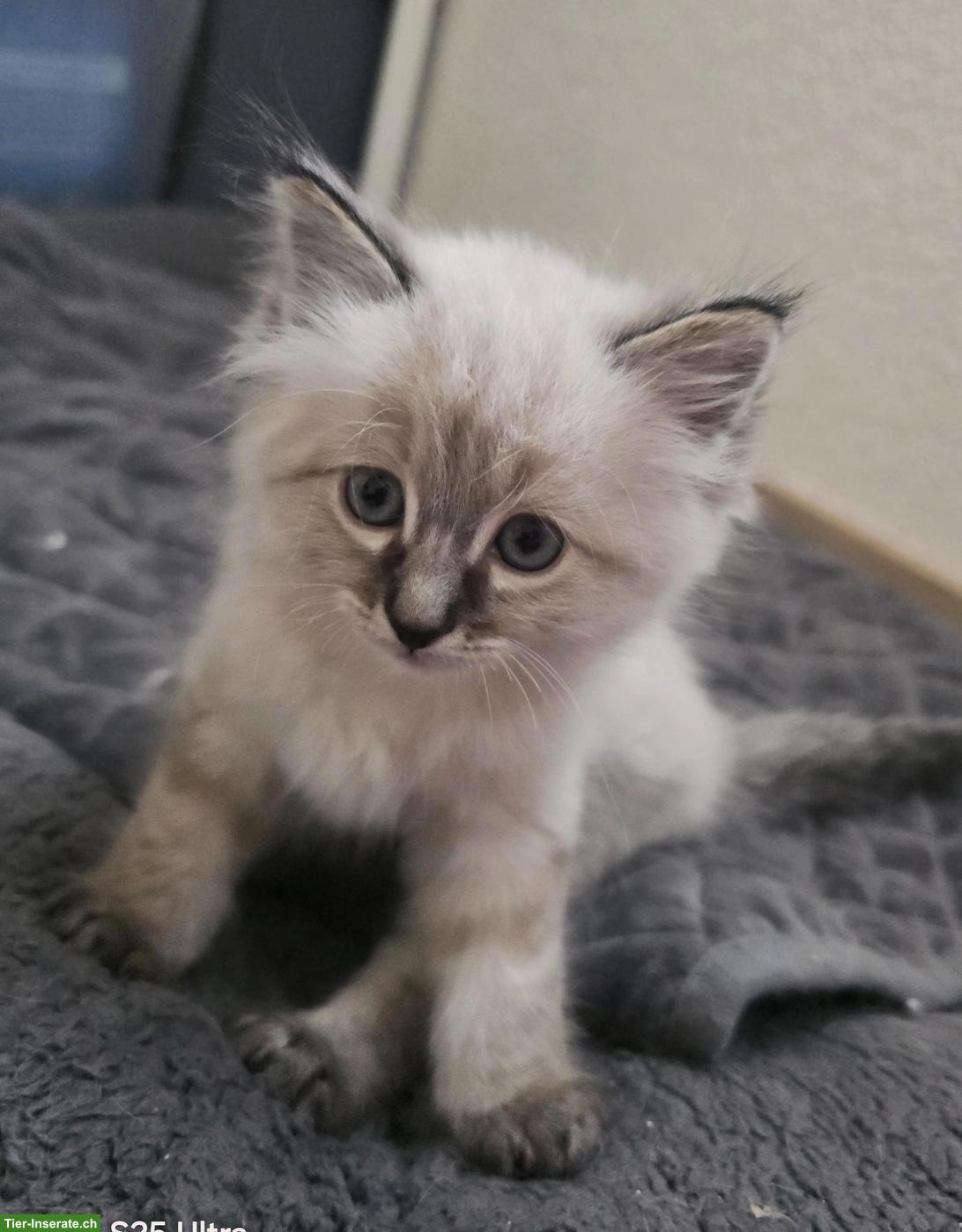 Bild 6: Heilige Birma Kitten, 2 verschmuste Kater