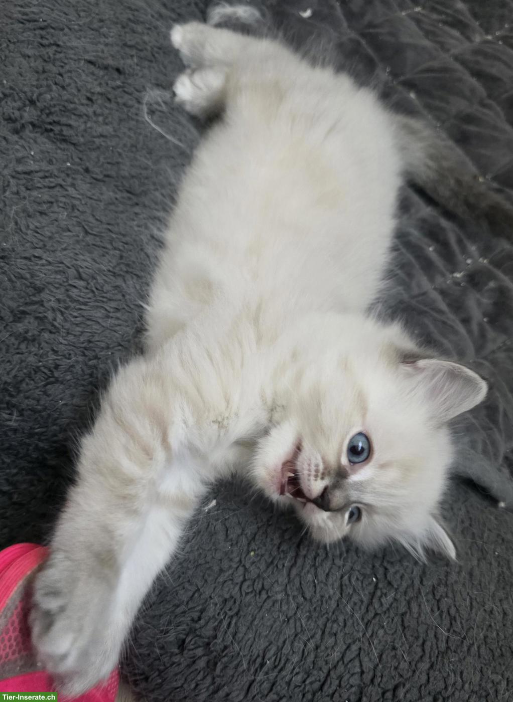 Bild 7: Heilige Birma Kitten, 2 verschmuste Kater