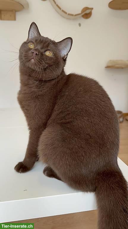 Reinrassige Britisch Kurzhaar chocolate mit Stammbaum