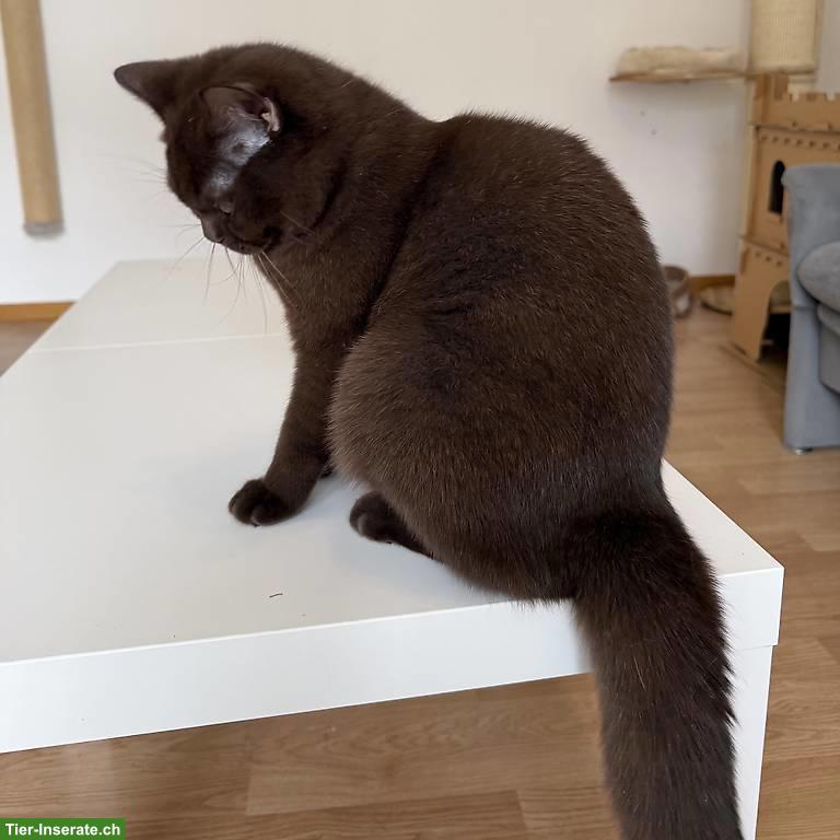 Bild 2: Reinrassige Britisch Kurzhaar chocolate mit Stammbaum