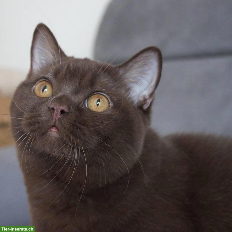 Bild 3: Reinrassige Britisch Kurzhaar chocolate mit Stammbaum