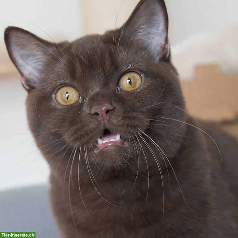 Bild 4: Reinrassige Britisch Kurzhaar chocolate mit Stammbaum