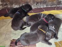 Braune Labrador Welpen
