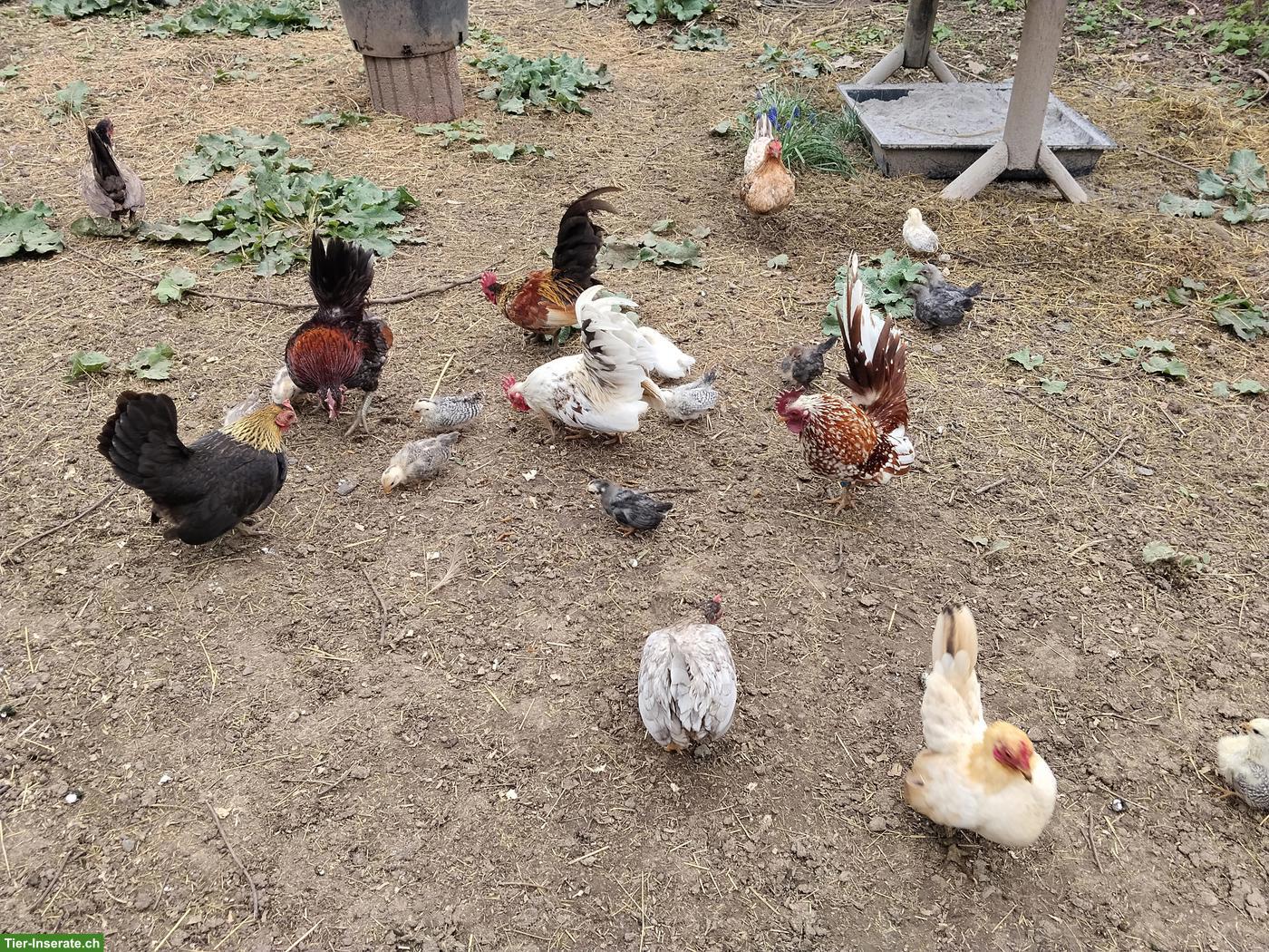 Bild 2: Bruteier Serama Zwerghühner, reinrassig