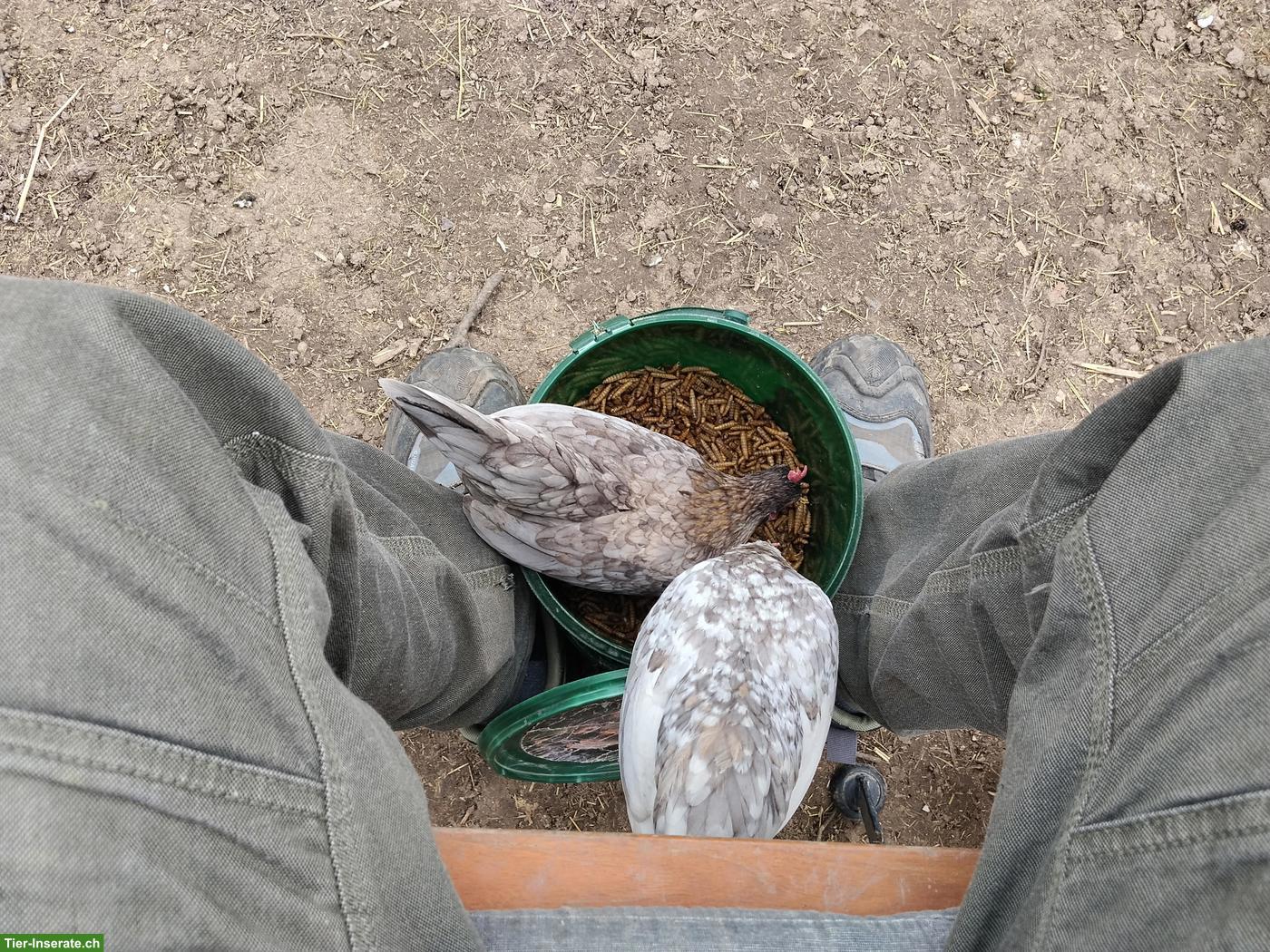 Bild 3: Bruteier Serama Zwerghühner, reinrassig