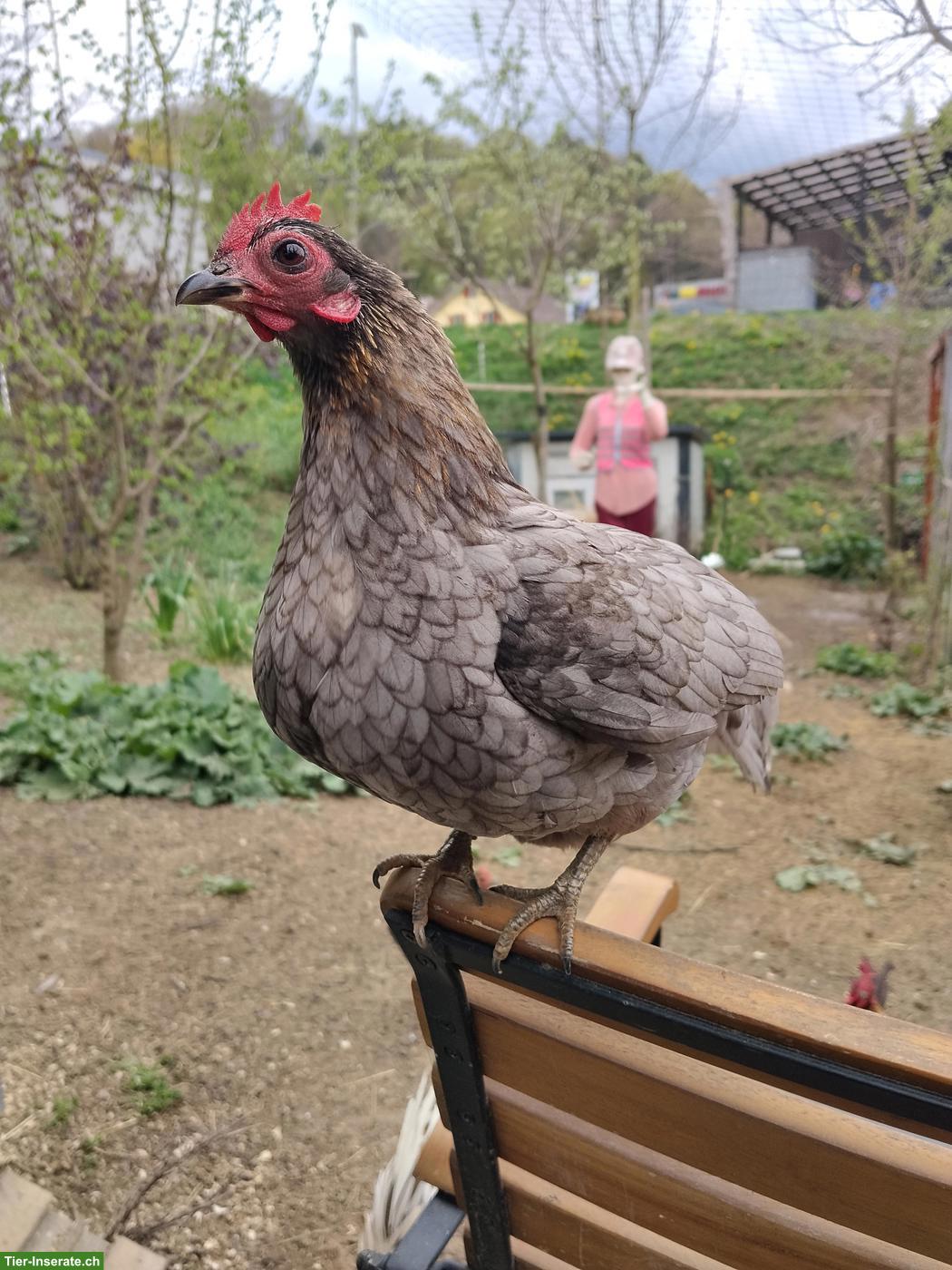 Bild 4: Bruteier Serama Zwerghühner, reinrassig