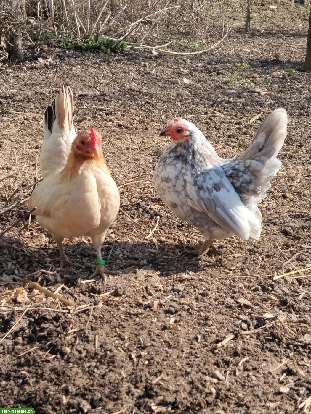 Bild 5: Bruteier Serama Zwerghühner, reinrassig