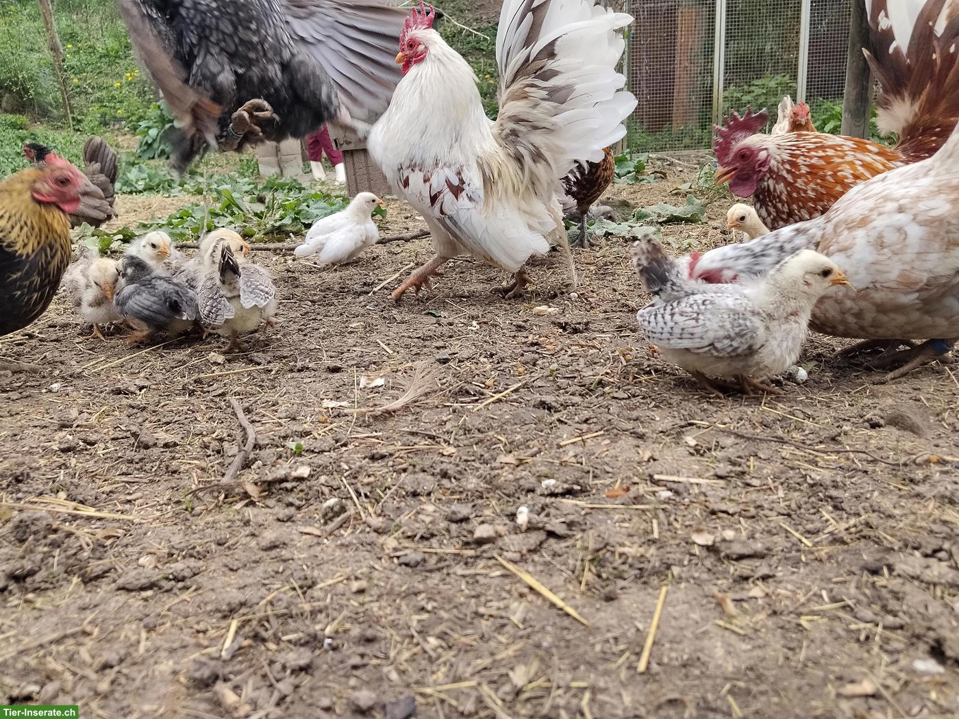 Bild 6: Bruteier Serama Zwerghühner, reinrassig