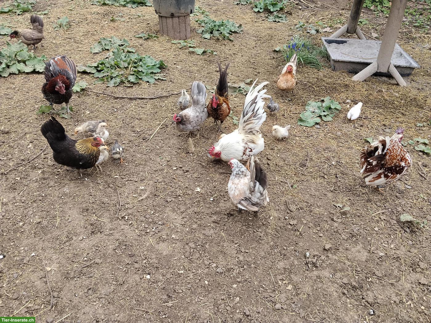 Bild 7: Bruteier Serama Zwerghühner, reinrassig