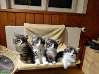 Norwegische Waldkatzen Kitten mit Stammbaum