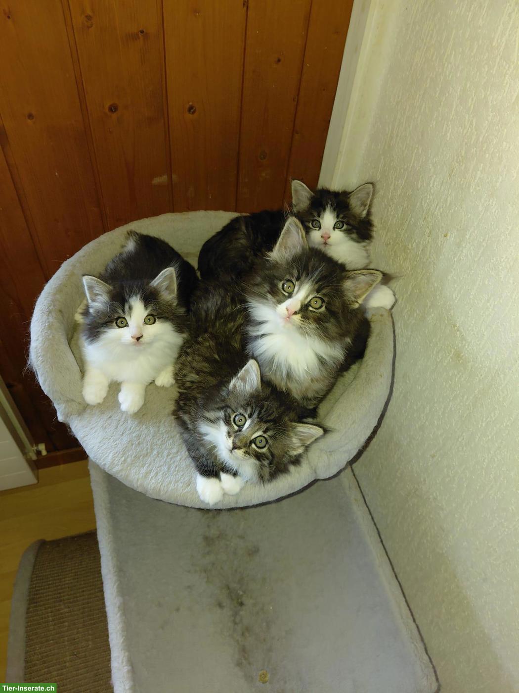 Bild 2: Norwegische Waldkatzen Kitten mit Stammbaum