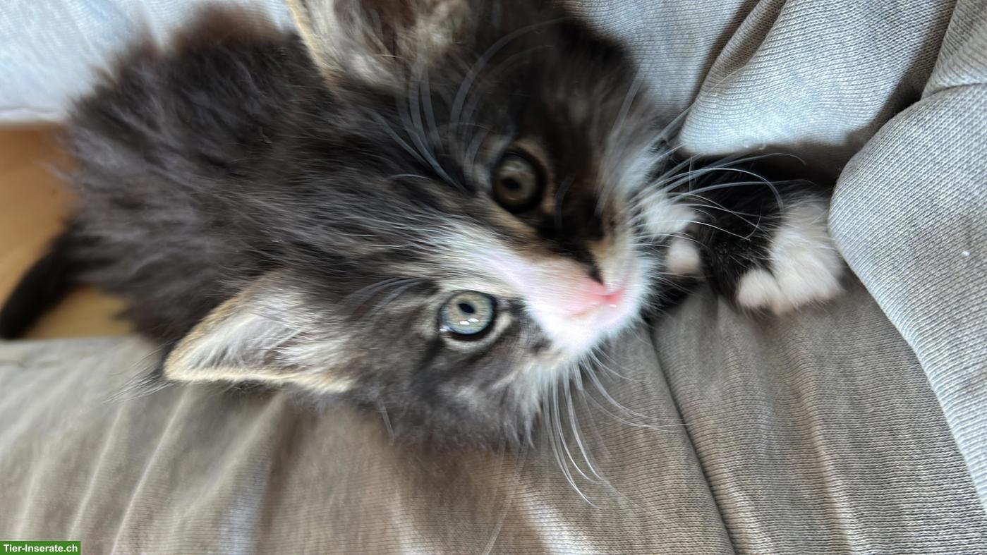 Bild 3: Norwegische Waldkatzen Kitten mit Stammbaum