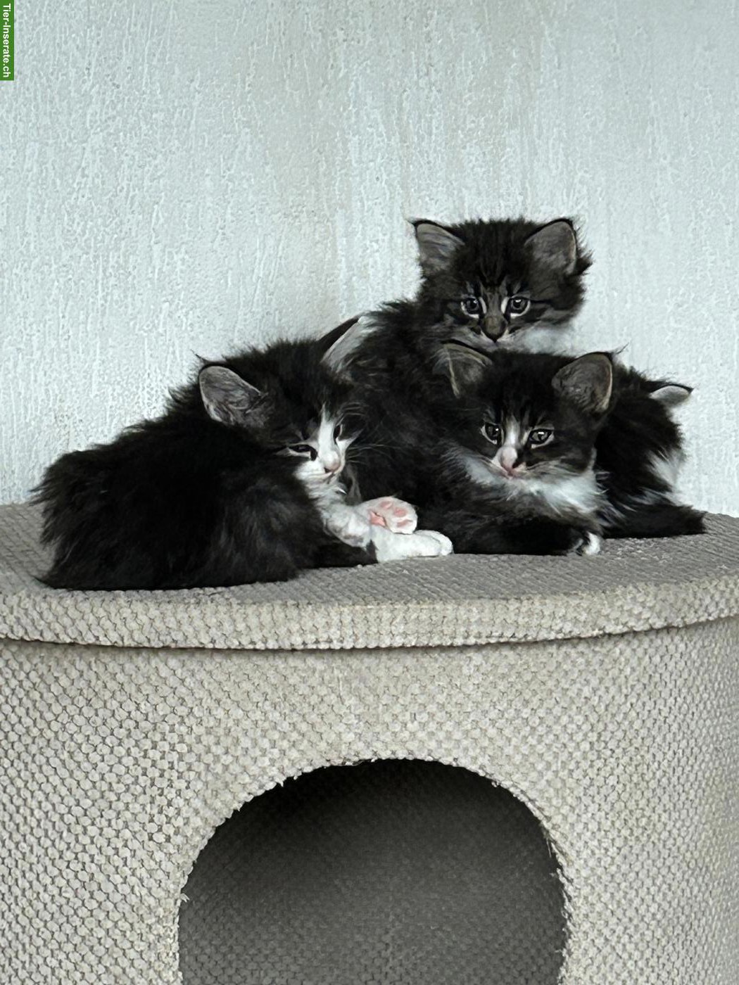 Bild 4: Norwegische Waldkatzen Kitten mit Stammbaum