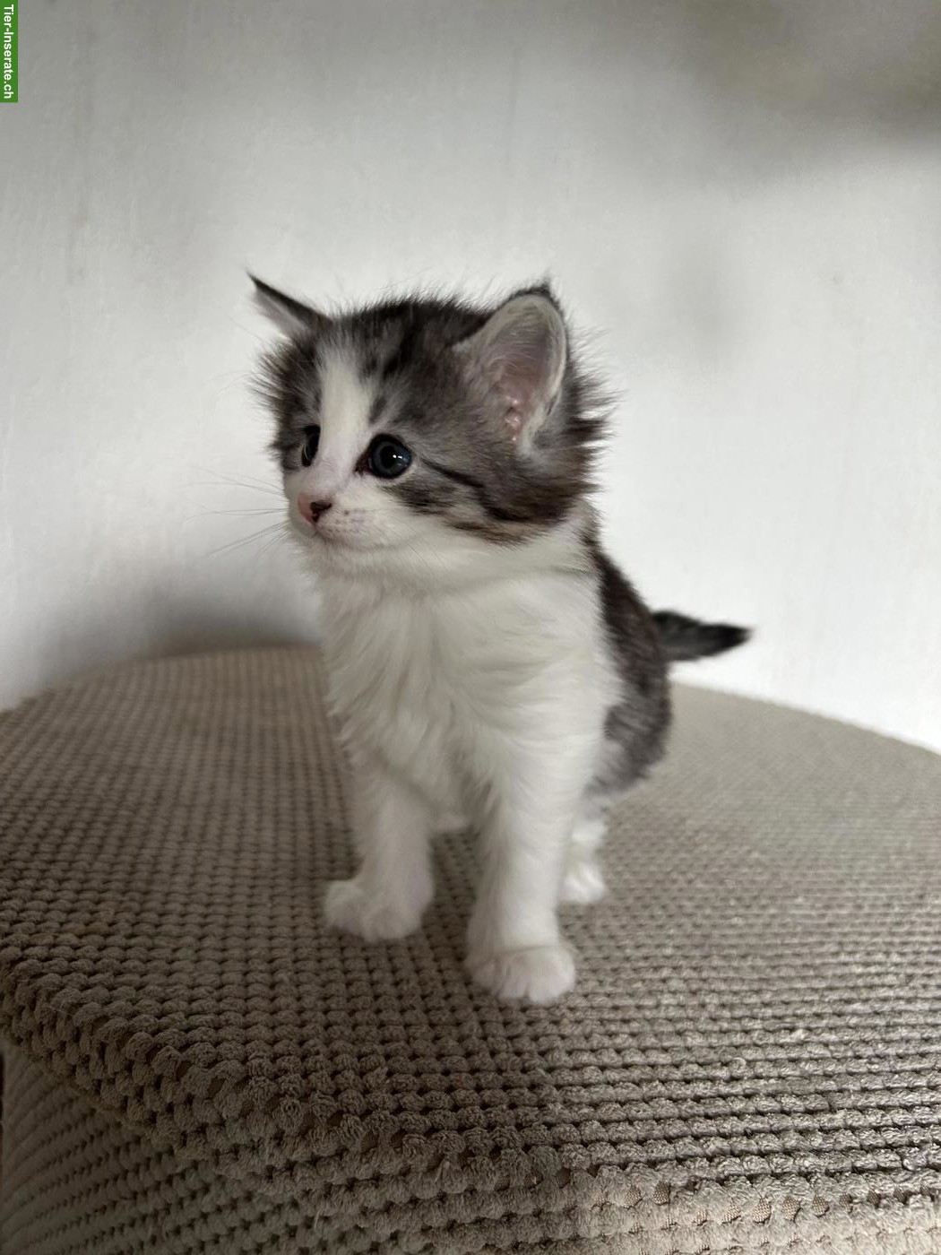 Bild 5: Norwegische Waldkatzen Kitten mit Stammbaum