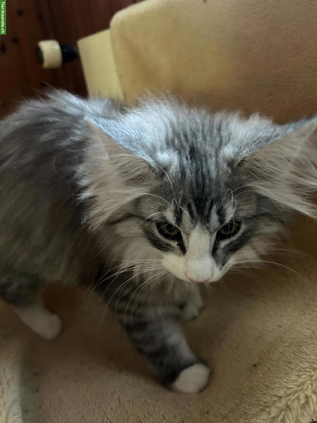 Bild 6: Norwegische Waldkatzen Kitten mit Stammbaum