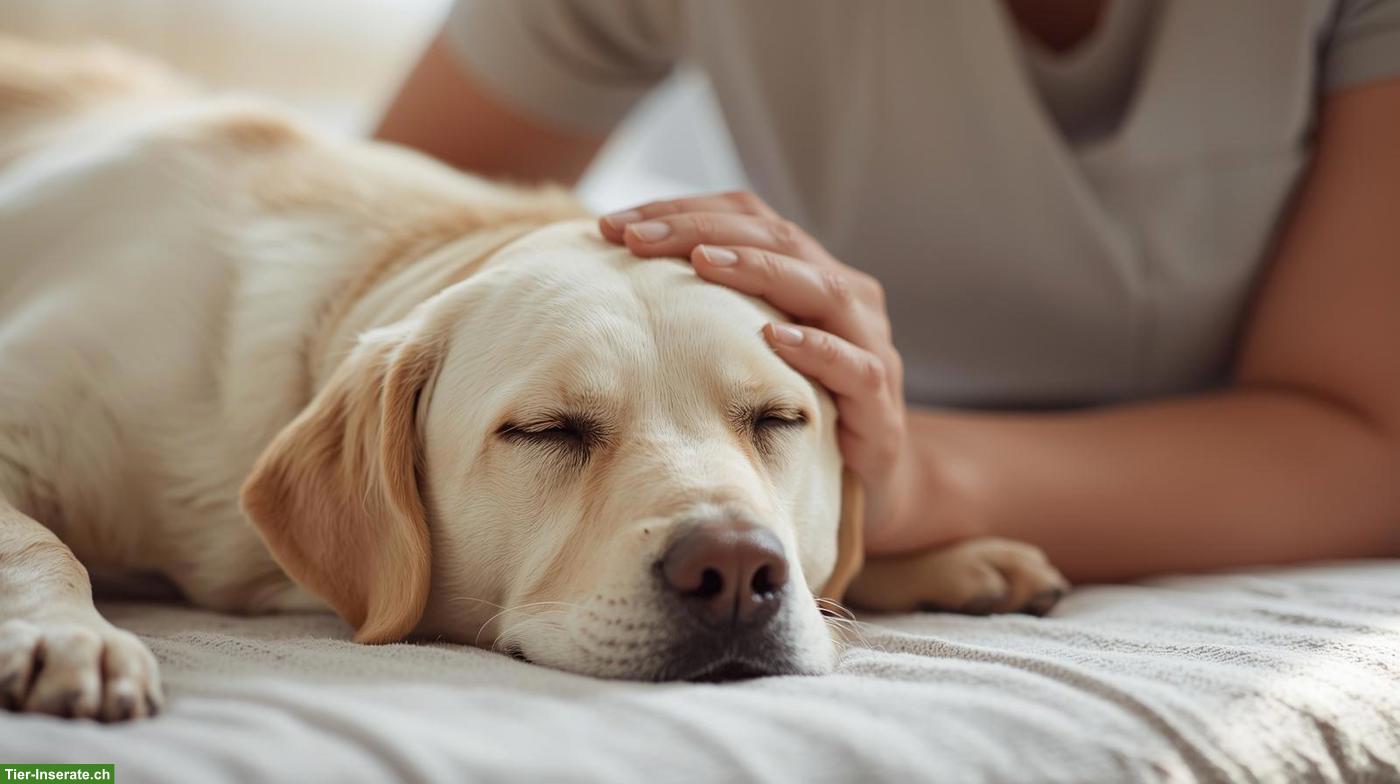 Reiki für Tiere
