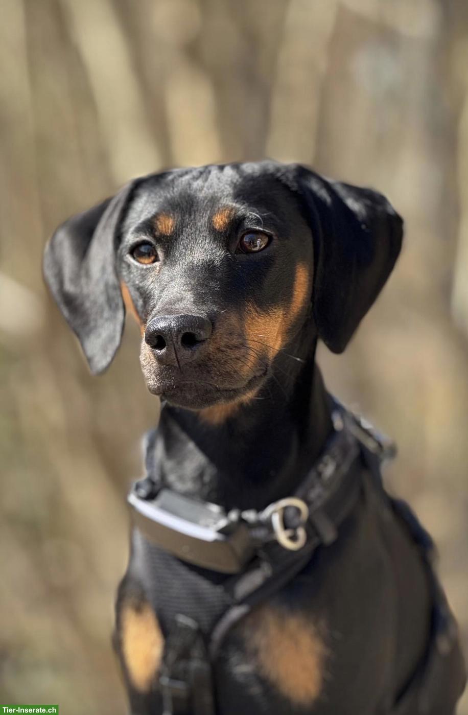 Dackel x Deutscher Jagdterrier Mischlingshündin AMY