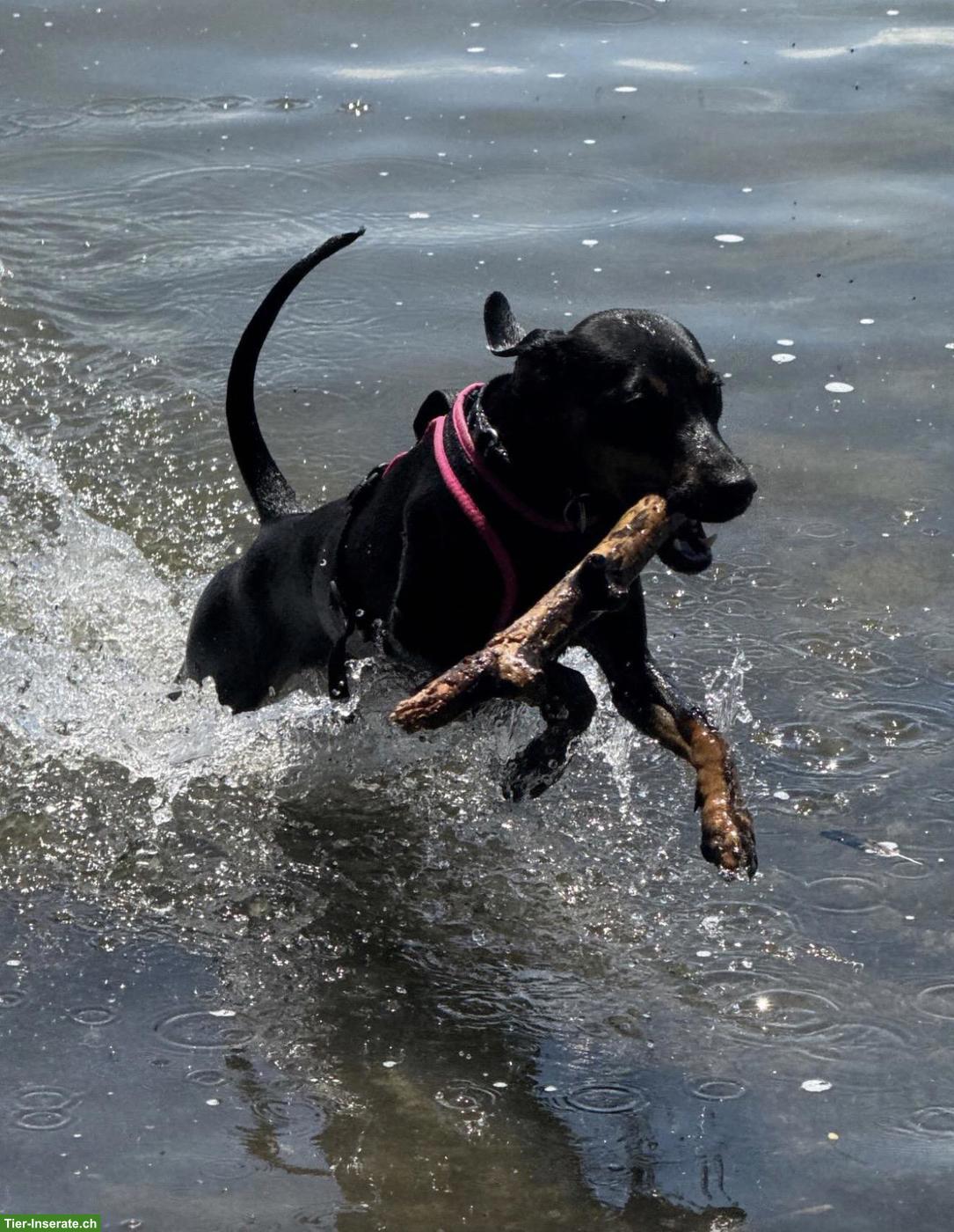 Bild 2: Dackel x Deutscher Jagdterrier Mischlingshündin AMY