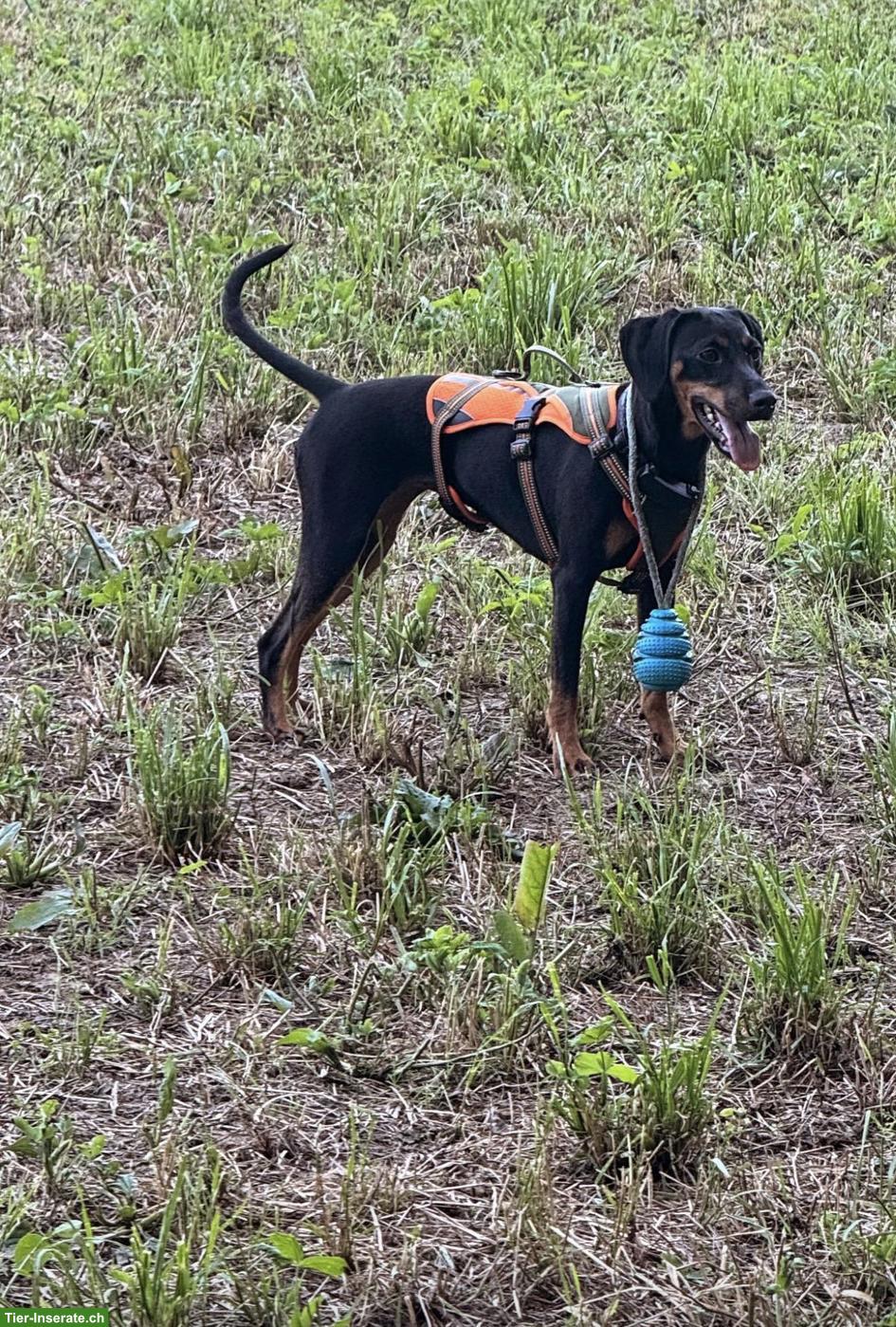 Bild 3: Dackel x Deutscher Jagdterrier Mischlingshündin AMY