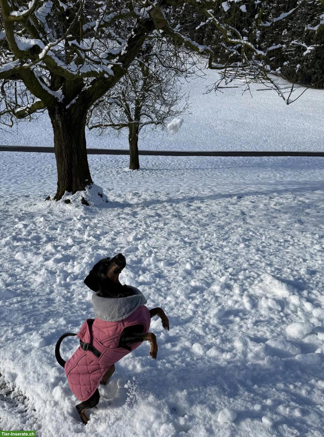 Bild 4: Dackel x Deutscher Jagdterrier Mischlingshündin AMY