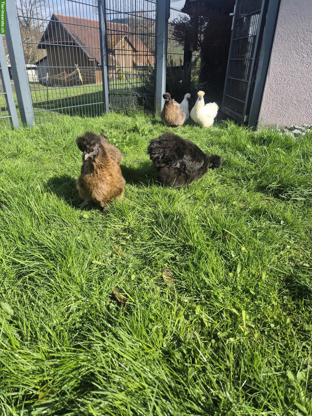 8 Seidenhennen an schönen Platz zu verkaufen