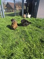 8 Seidenhennen an schönen Platz zu verkaufen