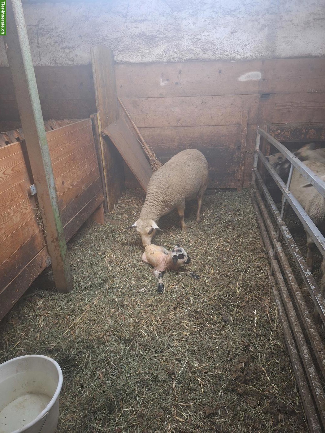 Spiegelschaf Aue mit Lamm zu verkaufen