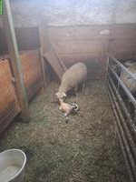 Spiegelschaf Aue mit Lamm zu verkaufen