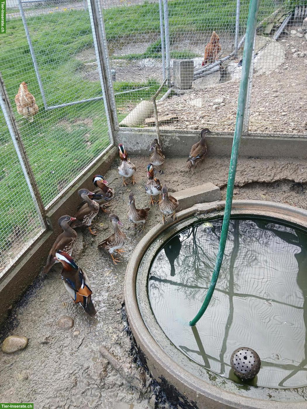 Mandarinenten aus Naturbrut 2025