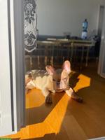 Französische Bulldogge Rüde, 8 Monate alt