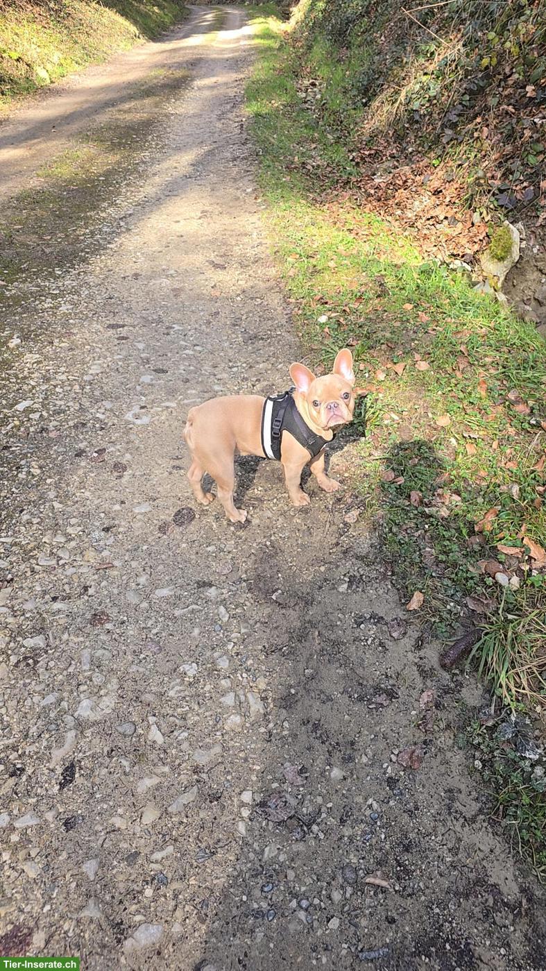 Bild 2: Französische Bulldogge Rüde, 8 Monate alt