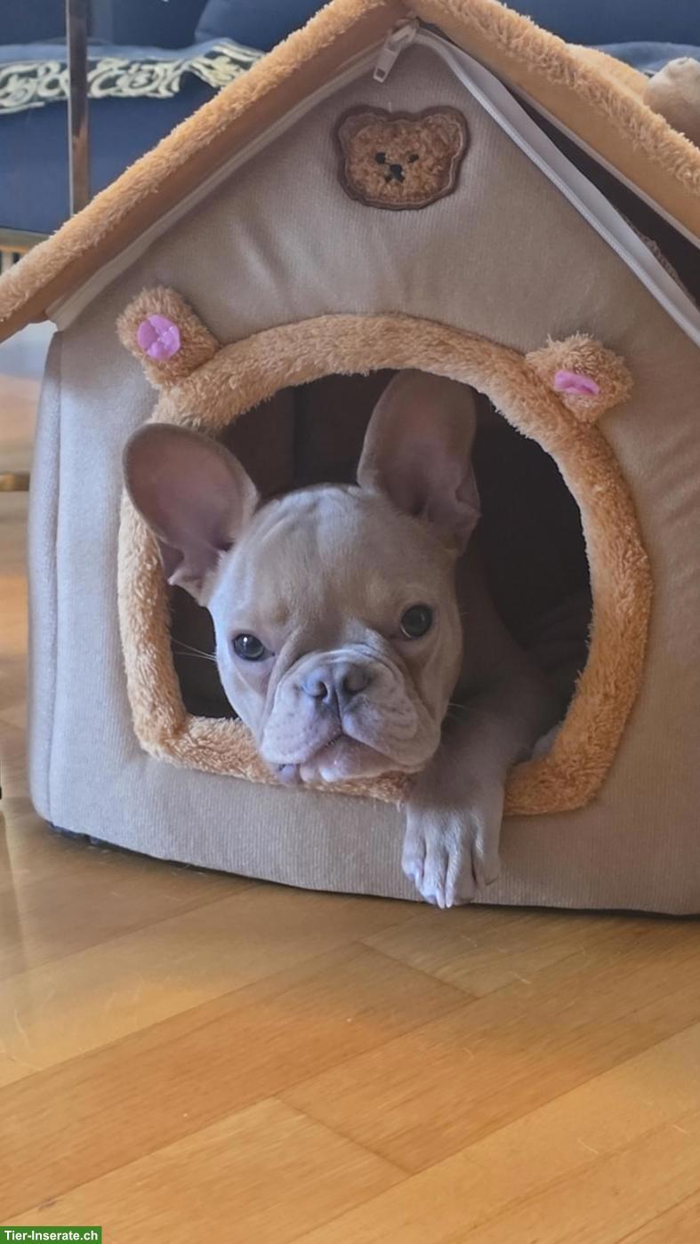 Bild 3: Französische Bulldogge Rüde, 8 Monate alt