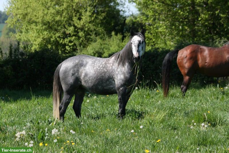 Toller Lusitano Hengst