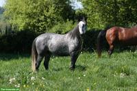 Toller Lusitano Hengst