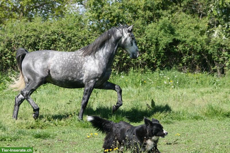 Bild 2: Toller Lusitano Hengst