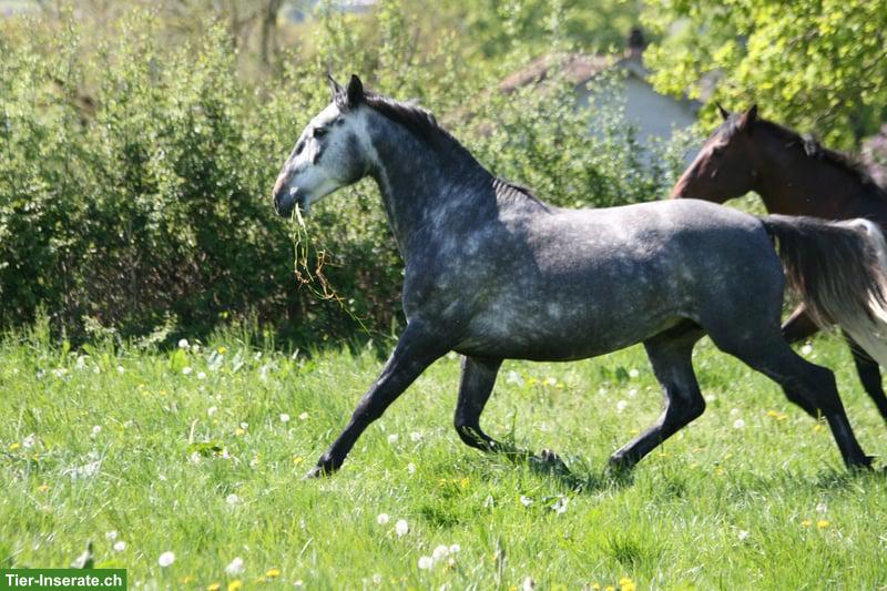 Bild 3: Toller Lusitano Hengst
