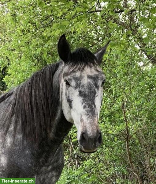 Bild 4: Toller Lusitano Hengst
