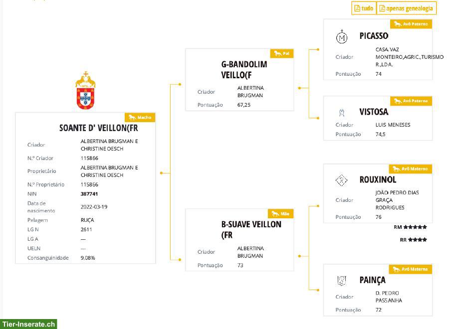 Bild 5: Toller Lusitano Hengst