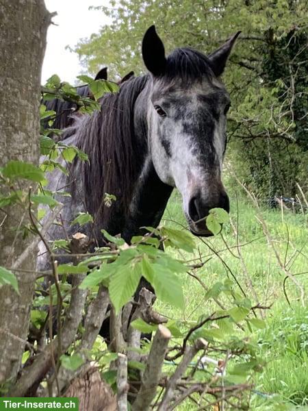 Bild 6: Toller Lusitano Hengst