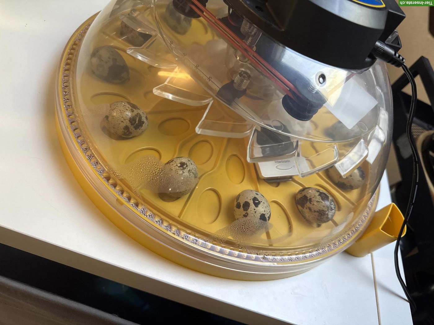 Bild 2: Brutgerät Brinsea Maxi 2 Eco zu verkaufen