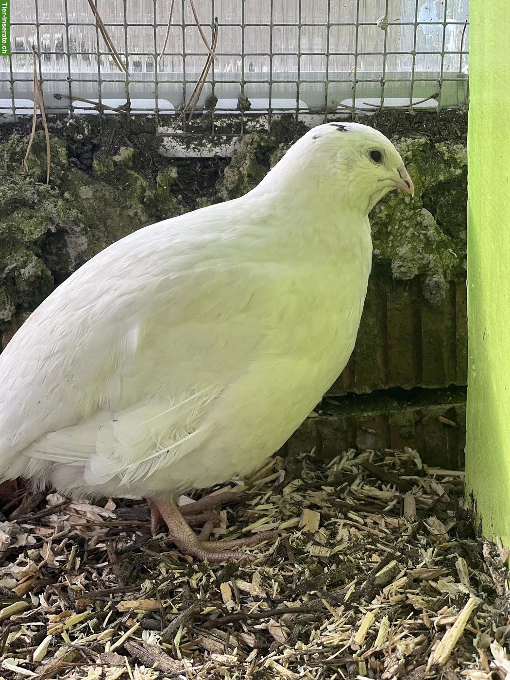 GRATIS: Junge Wachtelhähne, Texas & Celadon