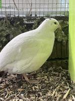 GRATIS: Junge Wachtelhähne, Texas & Celadon