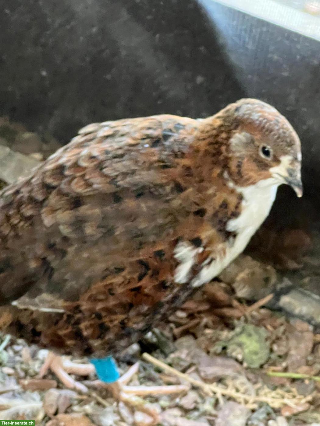 Bild 2: GRATIS: Junge Wachtelhähne, Texas & Celadon